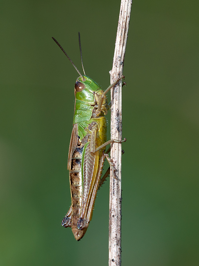 Grashüpfer Gemeiner 2012 06 29 02
