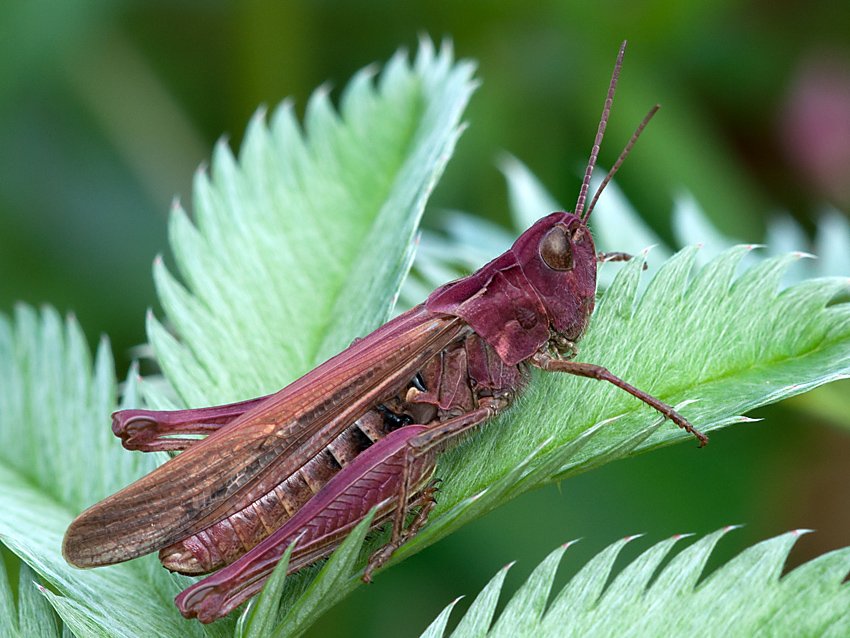 Grashüpfer Gemeiner 2012 06 29 06