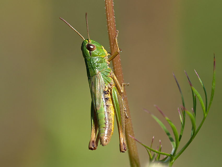 Grashüpfer Gemeiner 2012 07 24 02