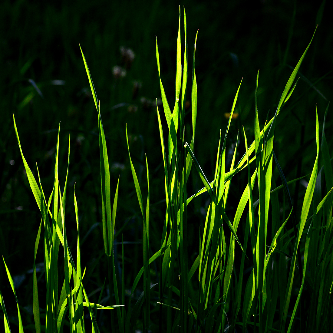 Grass.jpg