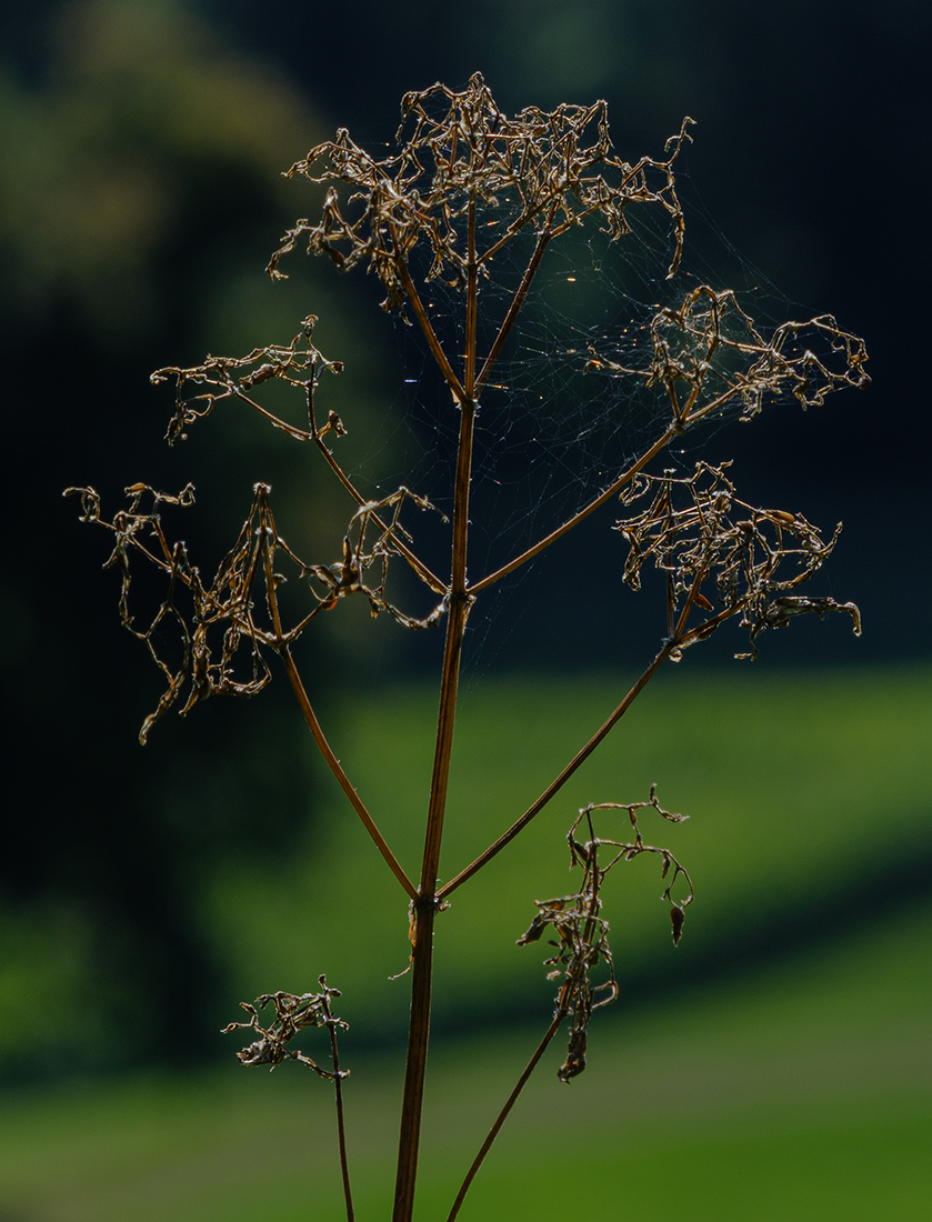 Grass.jpg