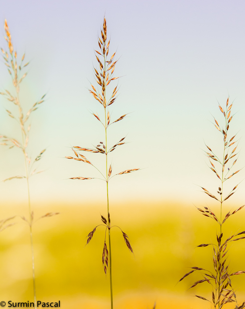 Grass