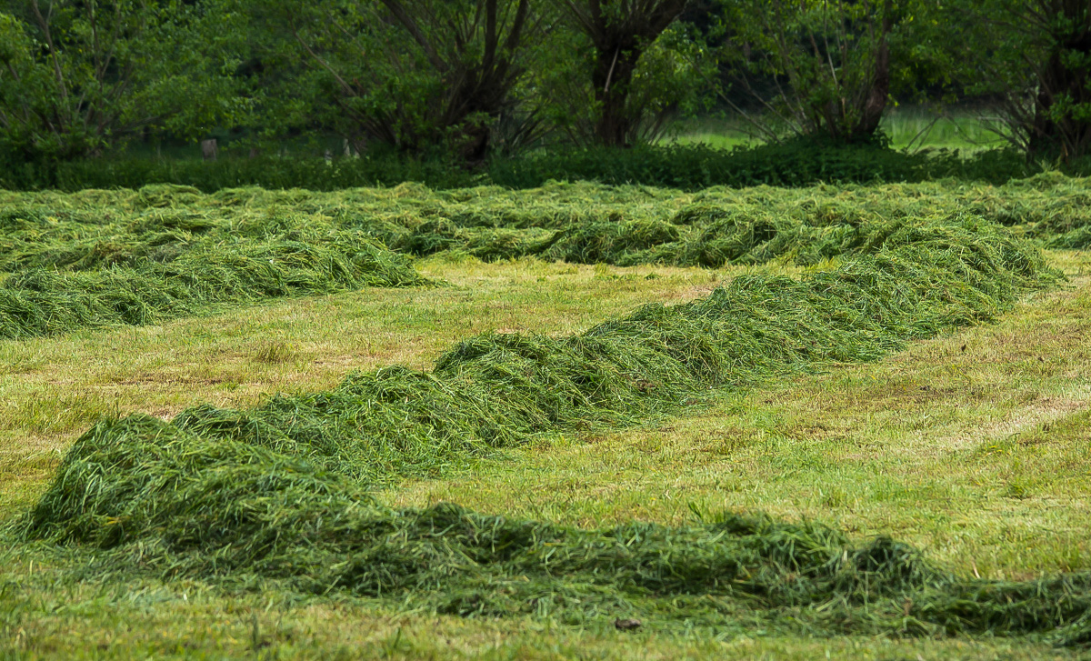 Grasschnitt (1 von 1).JPG