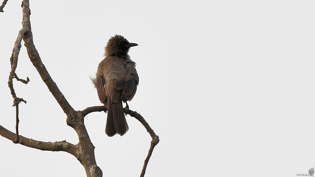Graubülbül
Im Garten vom Hotel Rocher, Yamoussoukro

s190 Yamoussoukro Common Bulbul 6661