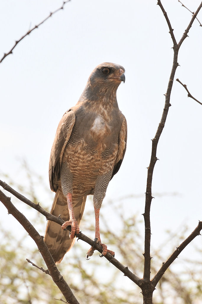 Graubürzel Singhabicht (DarkChuntingGoshawk)
beim Gefiederwechsel 
2066 h