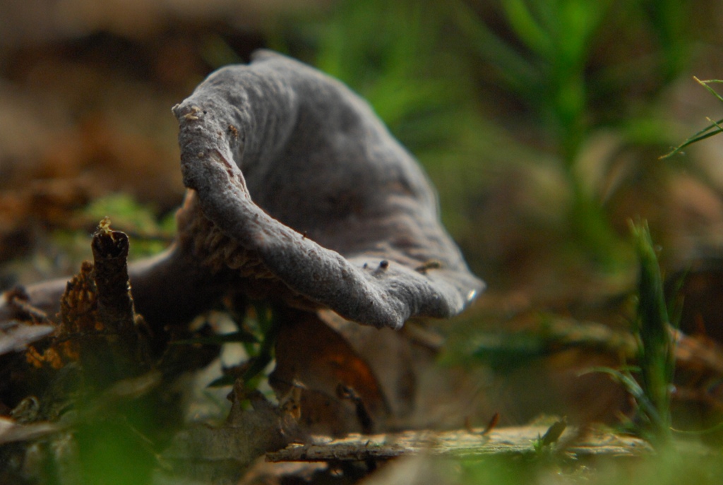 Grauer Leistling
DSC 8951 crop small