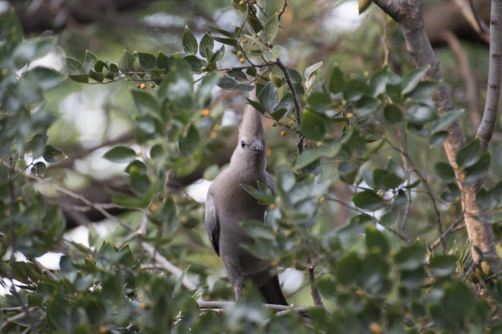 Grauer Schreivogel.