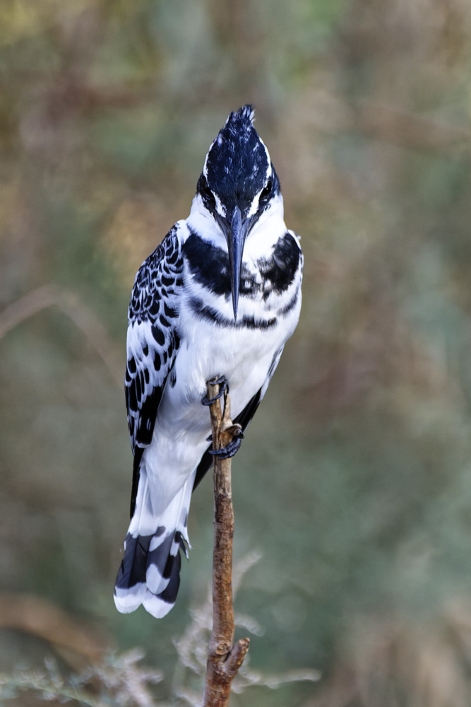 Graufischer (Ceryle rudis)
