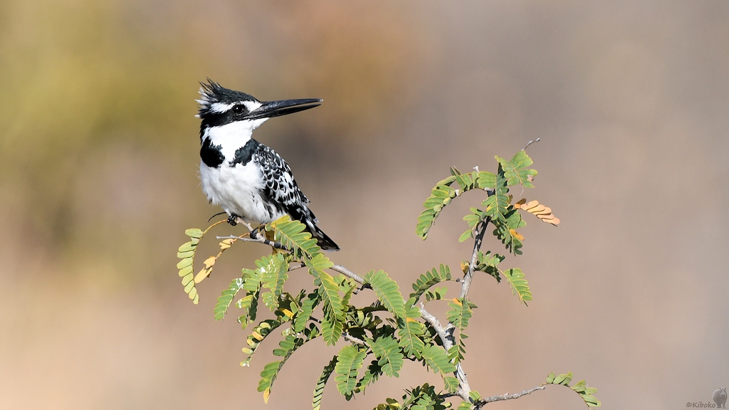 Graufischer (pied kingfisher)
Ruaha Nationalpark

s524 Ruaha Graufischer 3788