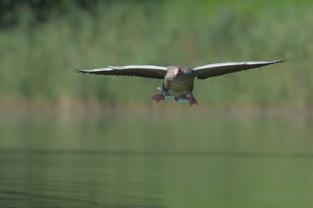 Graugans 10B 9303 22. August 2010 001