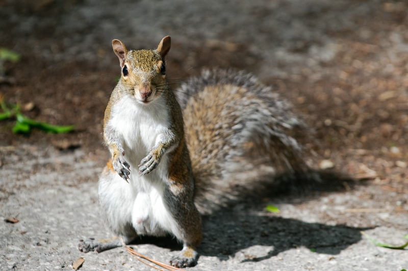Grauhörnchen