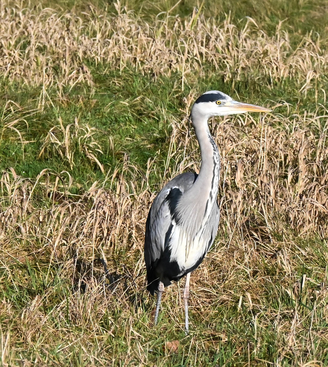 Graureiher am Kemnader Stausee.jpg