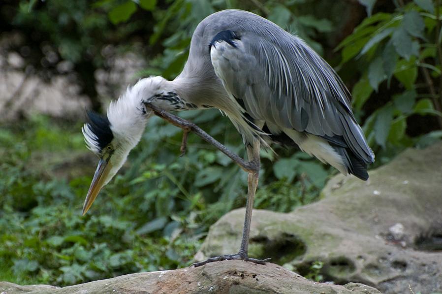 Graureiher (Ardea cinerea)