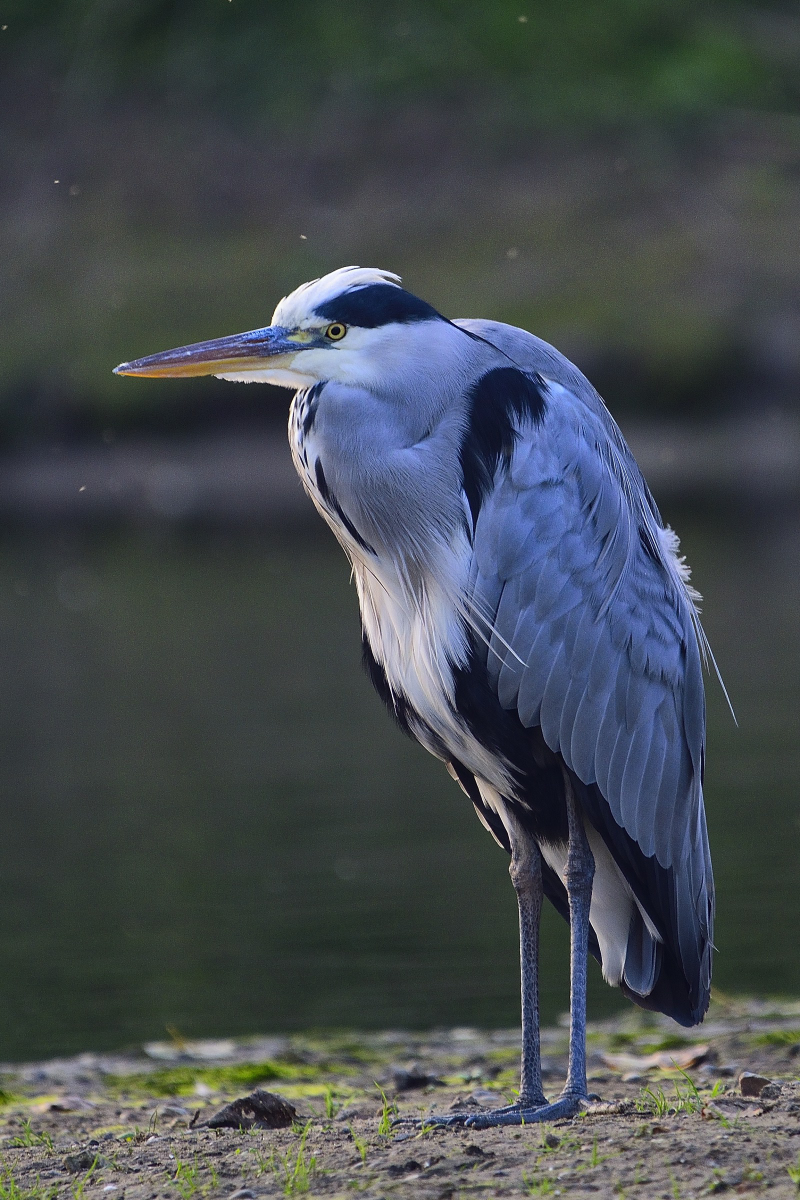 Graureiher auf der Sandbank in der Wurm