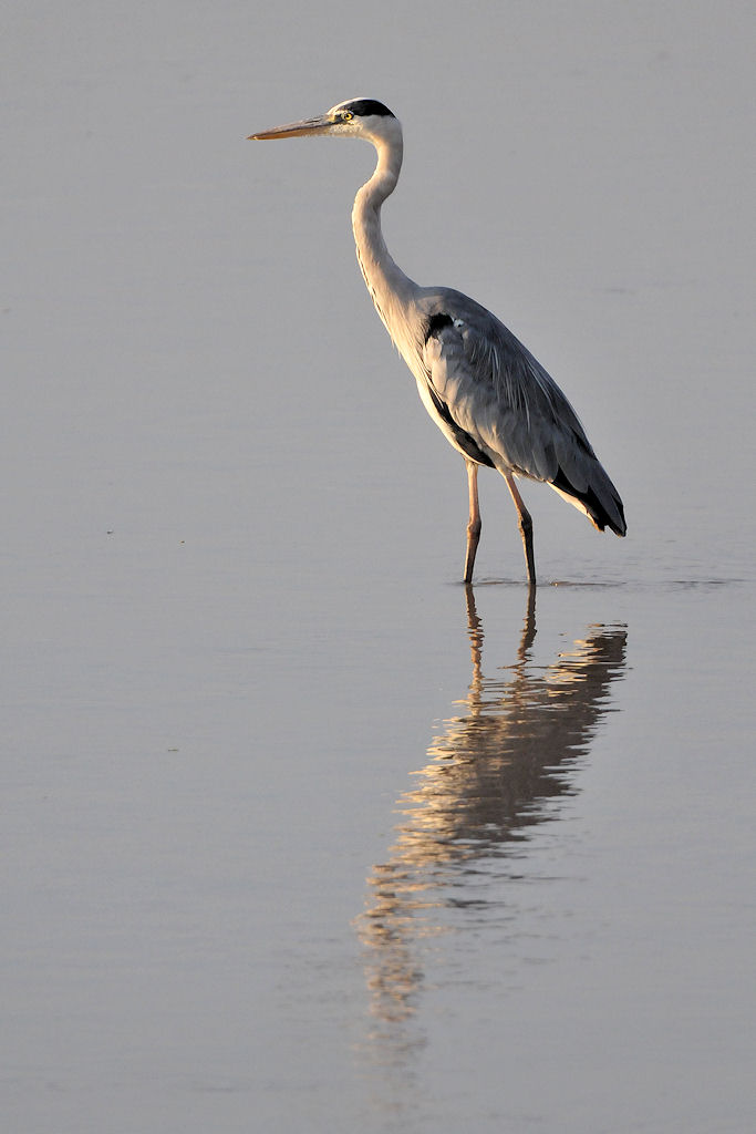 Graureiher im Luangwa
8760