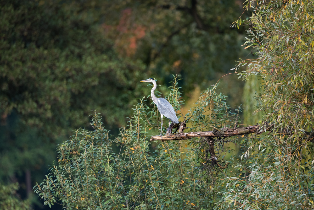 Graureiher im Ostpark
