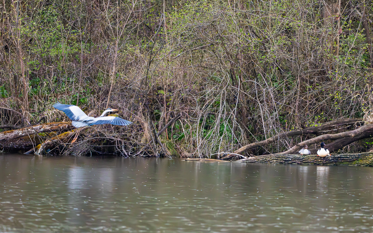 Graureiher_Am_Teich.jpg