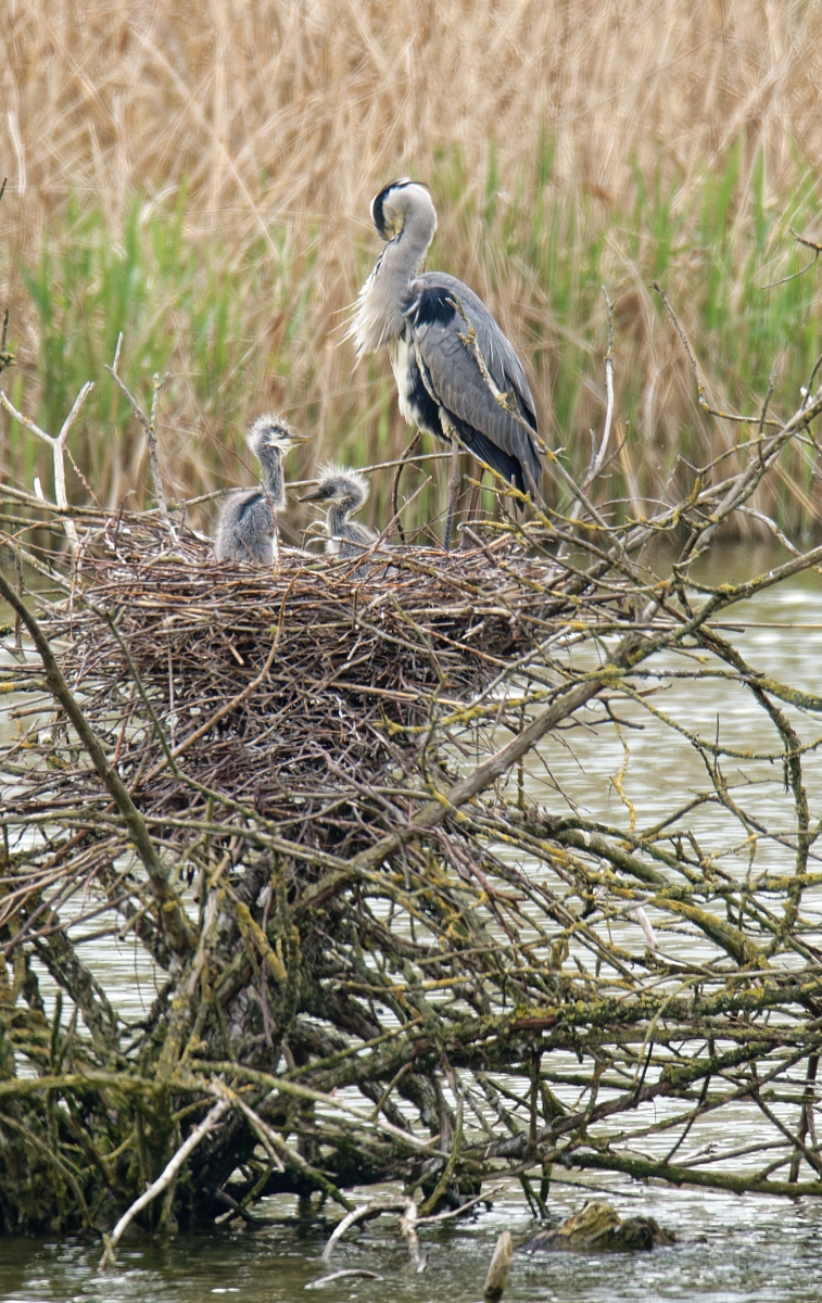 Graureihernest I.jpg