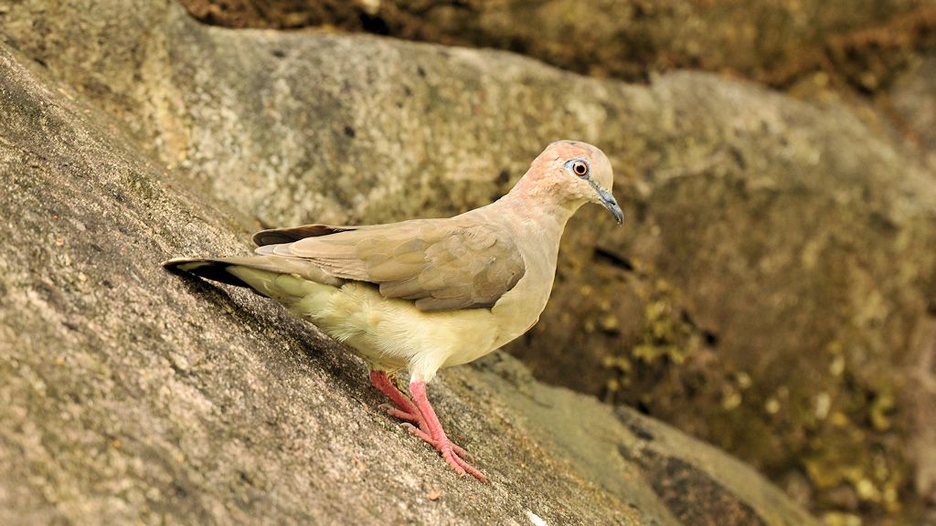 Graustirntaube (Grey Fronted Dove) ???
Rockview Lodge, Annai
4059