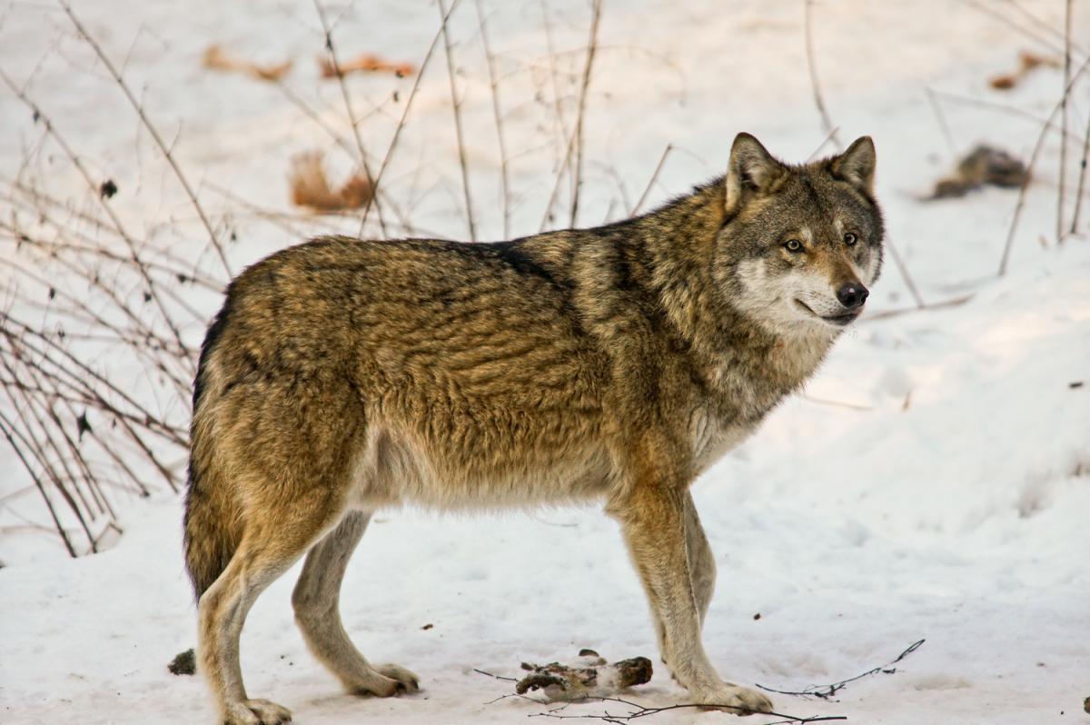 Grauwolf