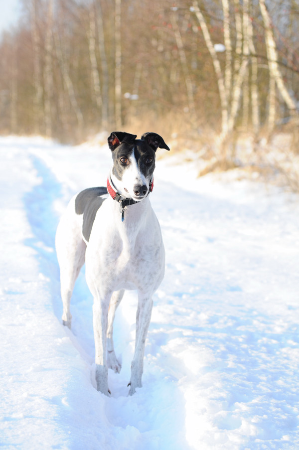 Grazie im Schnee