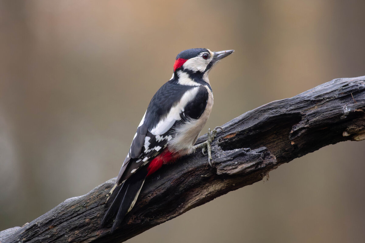 Great Spotted Woodpecker 2.jpg