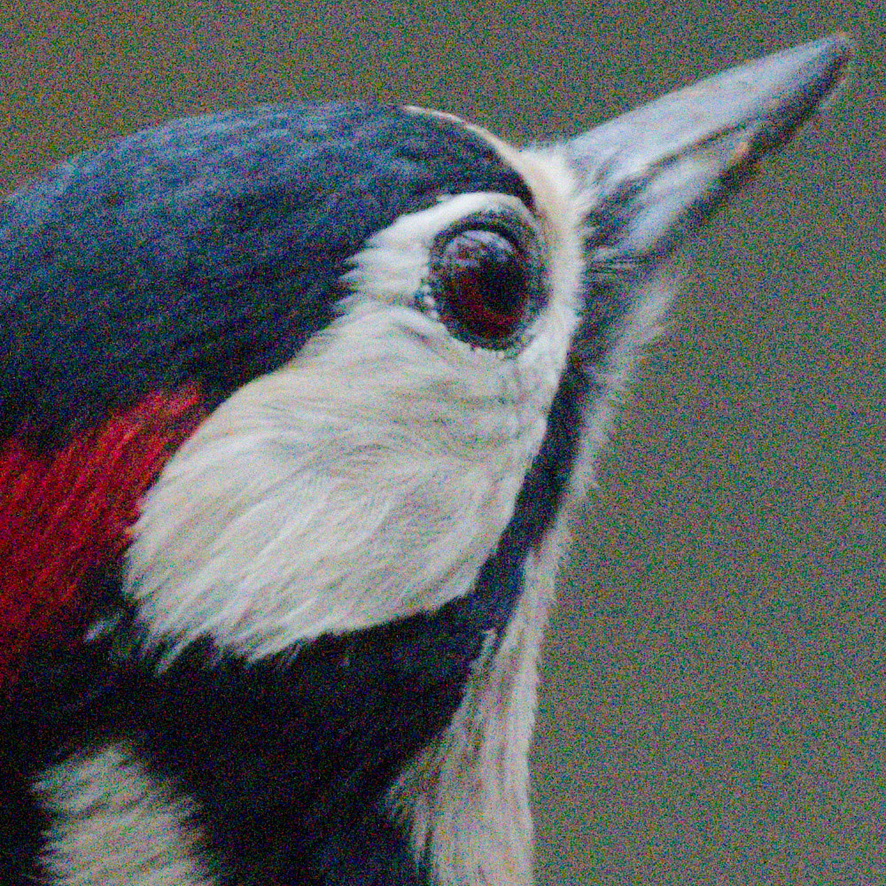 Great Spotted Woodpecker Z8_no_NR.jpg
