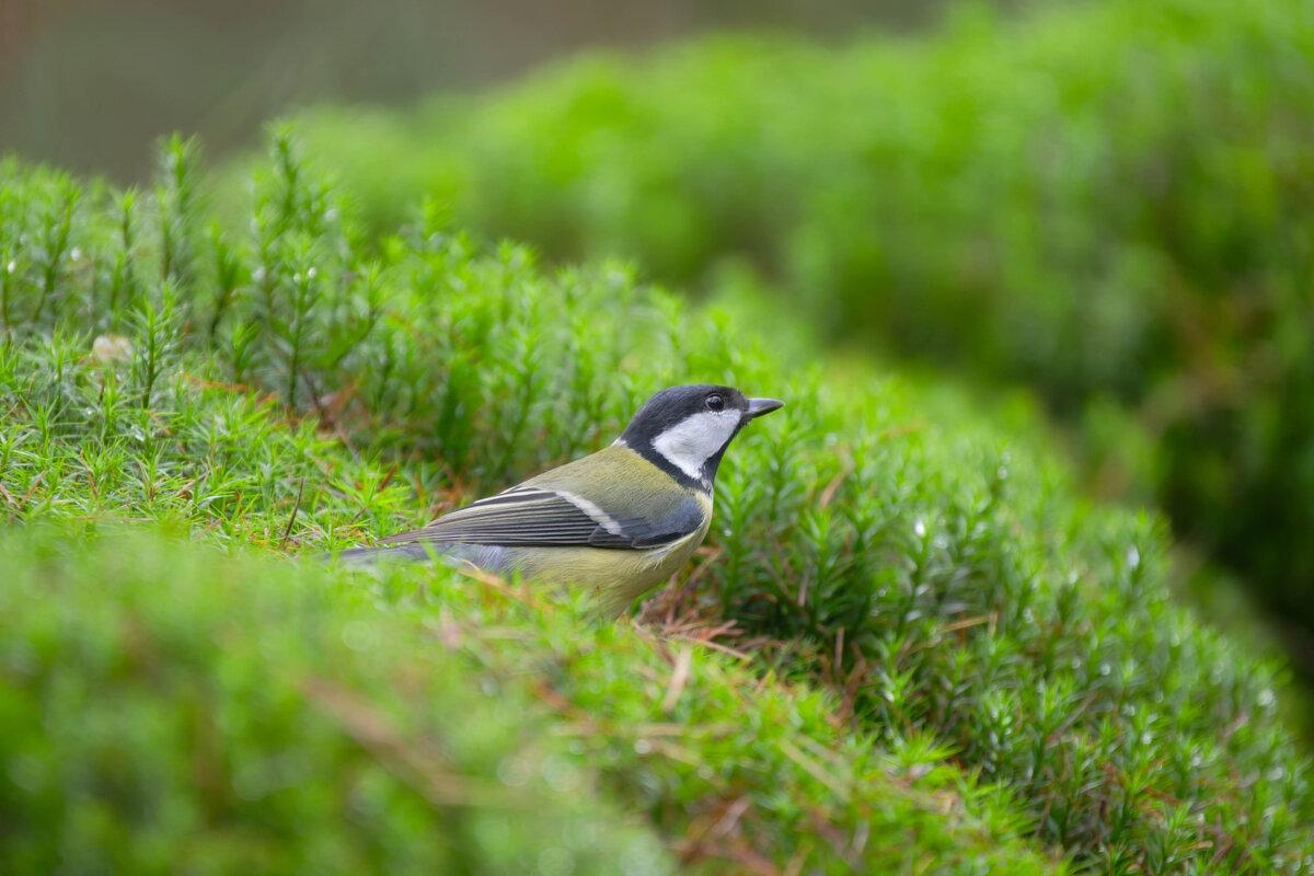 Great Tit 1.jpg