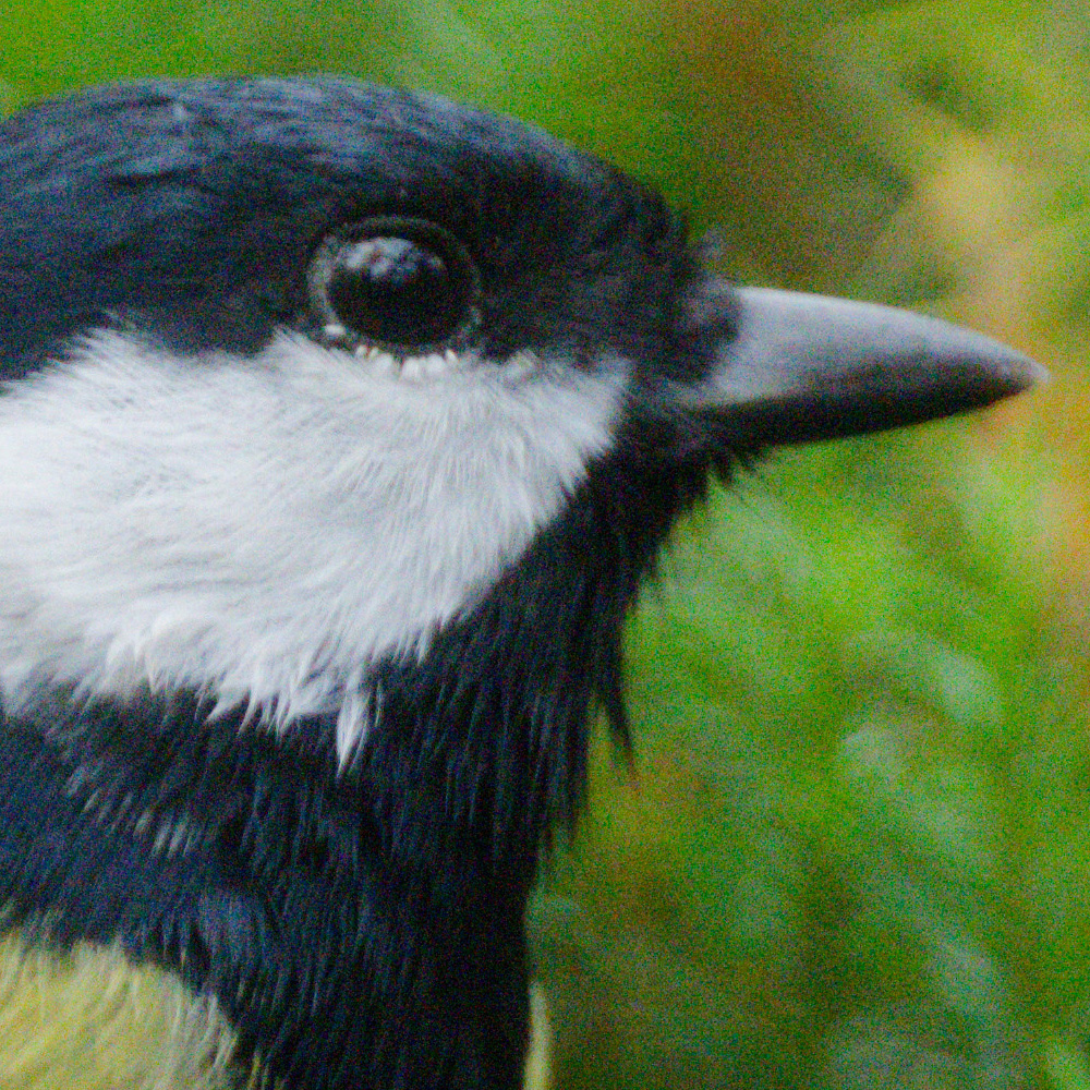Great Tit Z8_no_NR.jpg