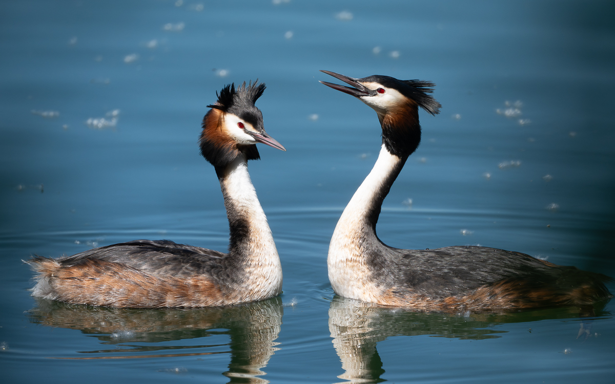 GreatCrestedGrebes.jpg