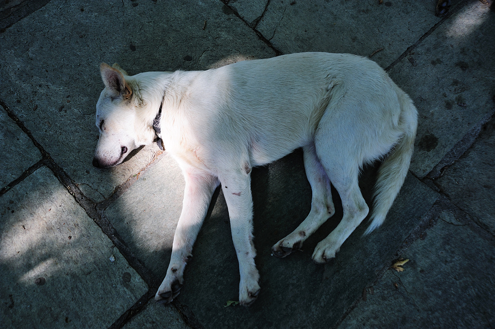 greek dog