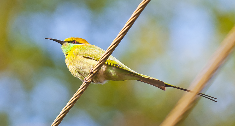Green Bee-eater (Merops orientalis)