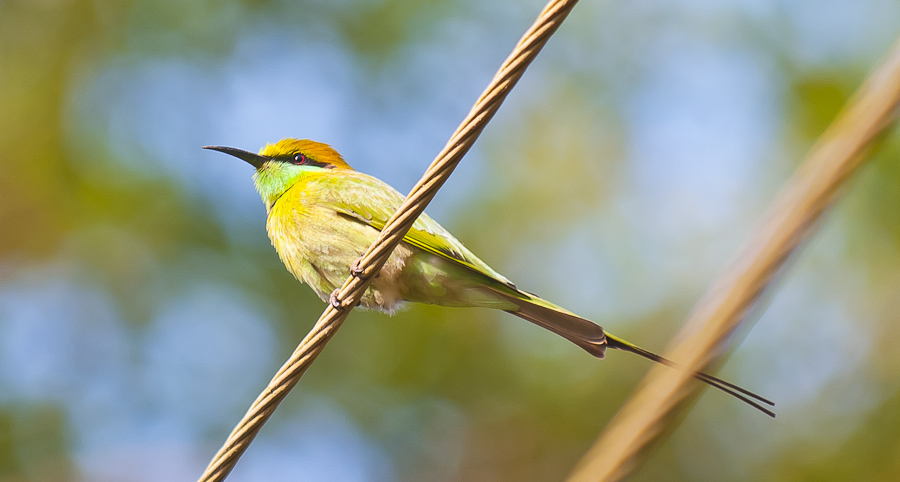 Green Bee-eater (Merops orientalis)
