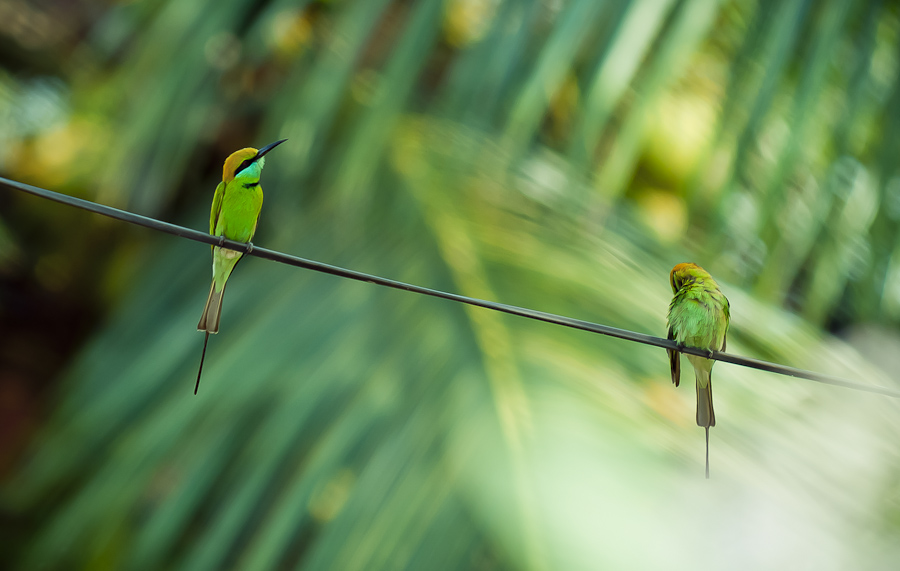 Green Bee-eater (Merops orientalis)