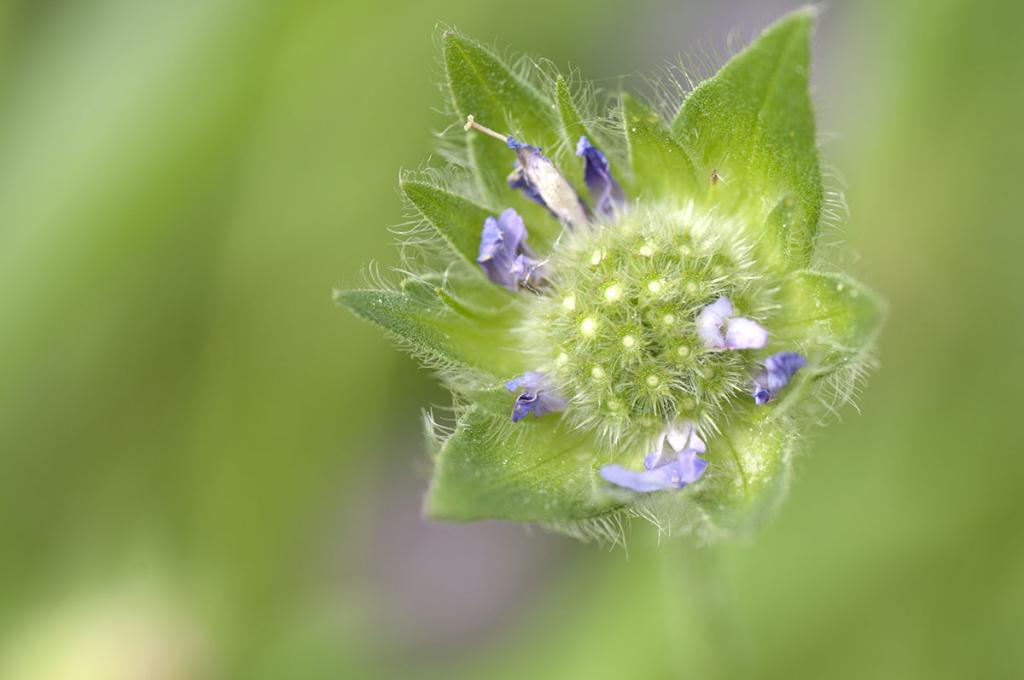 green Flower