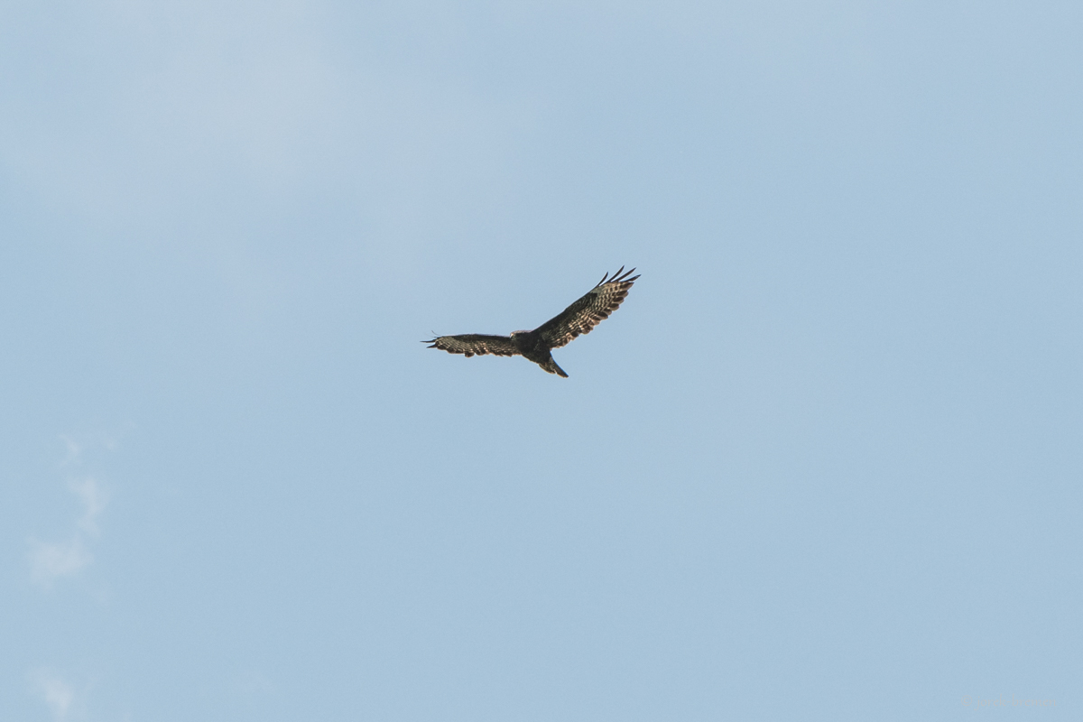 Greifvogel 1
