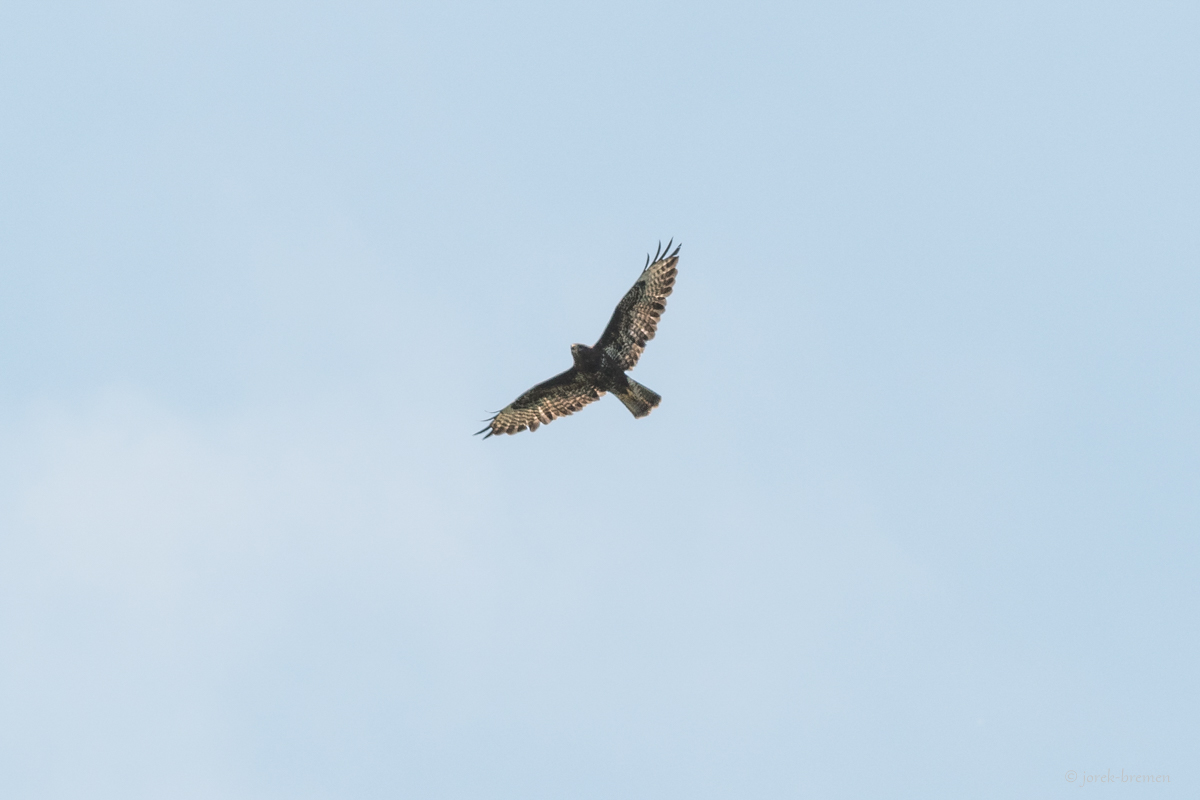 Greifvogel 2