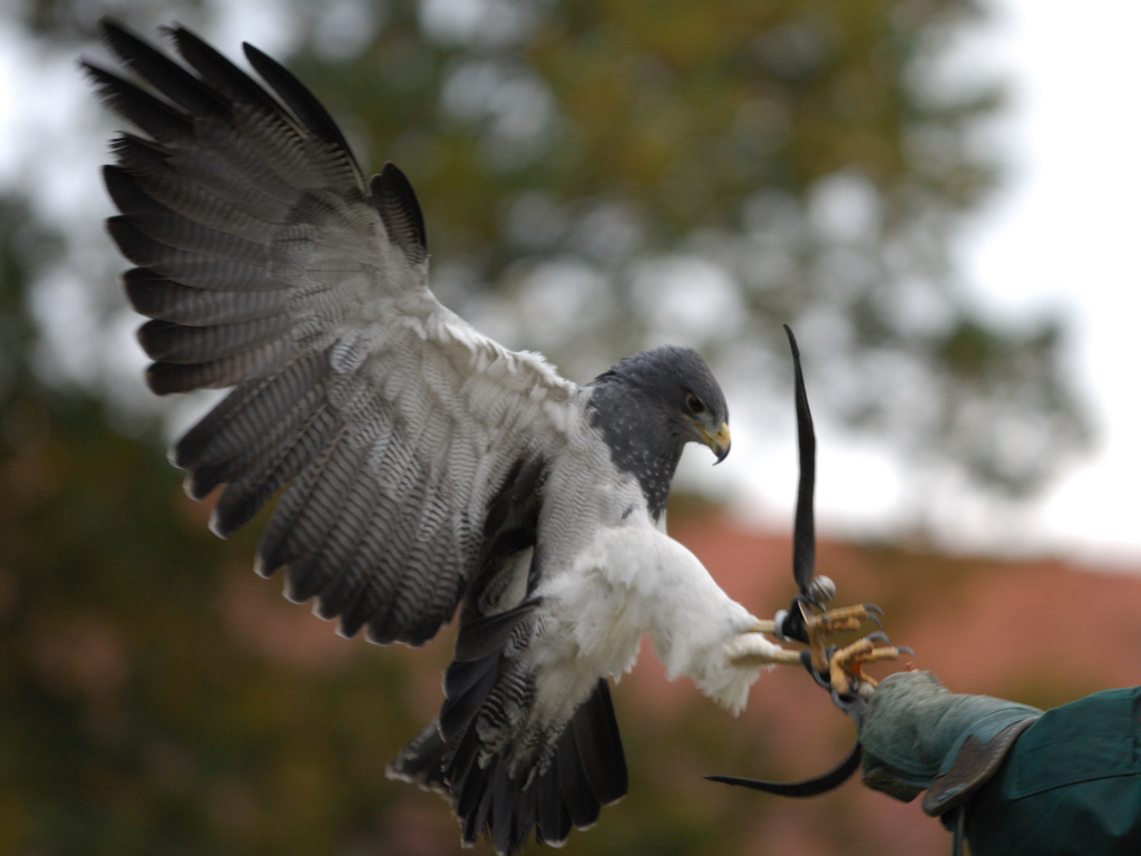 Greifvogel I