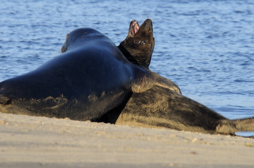 Grey Seal Bulls Fight 1