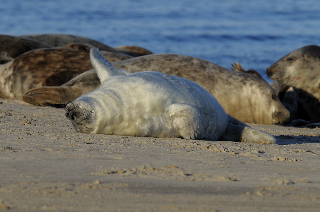 Grey Seal Pup 1