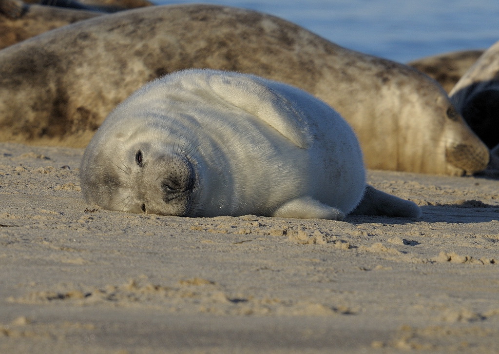 Grey Seal Pup