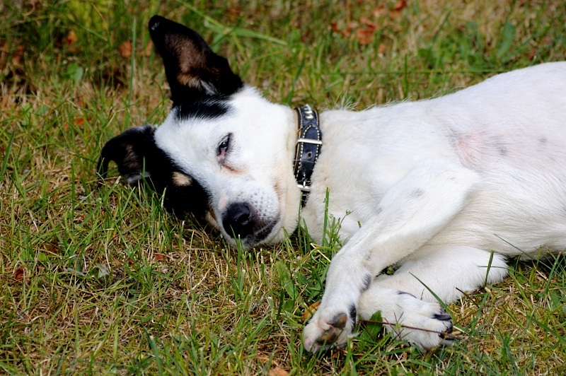 Grinsehund