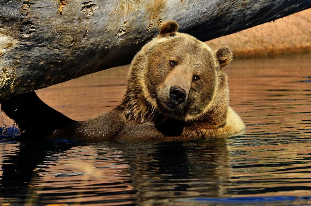 Grizzly im Bade