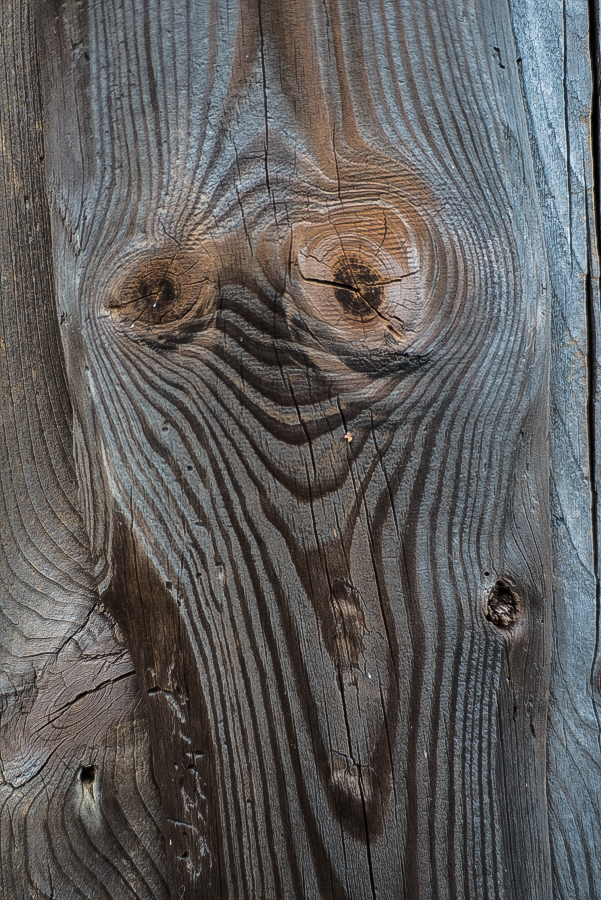 Großauge (1 von 1).JPG