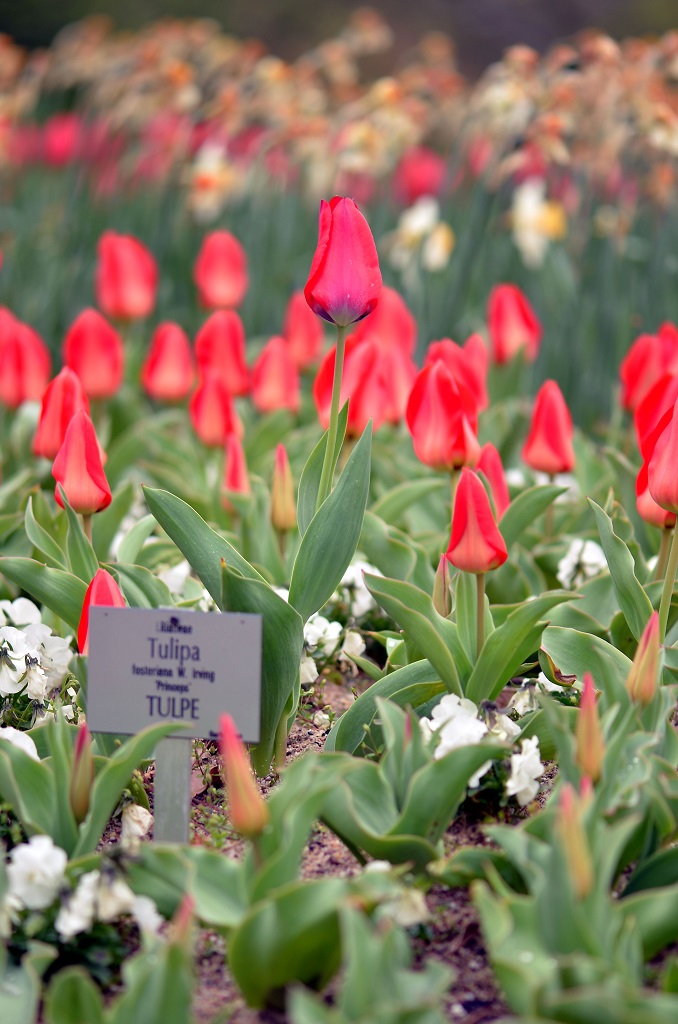 große unter kleinen Tulpen 2