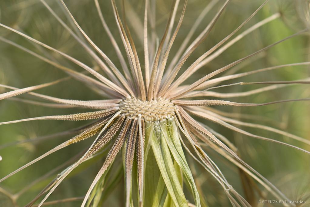 Großer Bocksbart nach dem Windhauch
(Tragopogon dubius)
