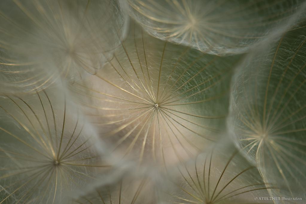 Großer Bocksbart vor dem Windhauch
(Tragopogon dubius)