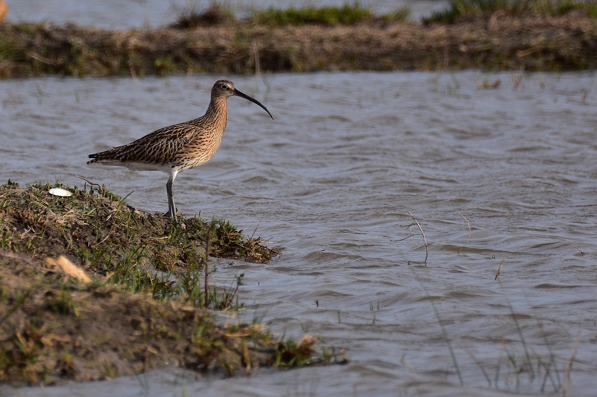 Großer Brachvogel 2016 06128