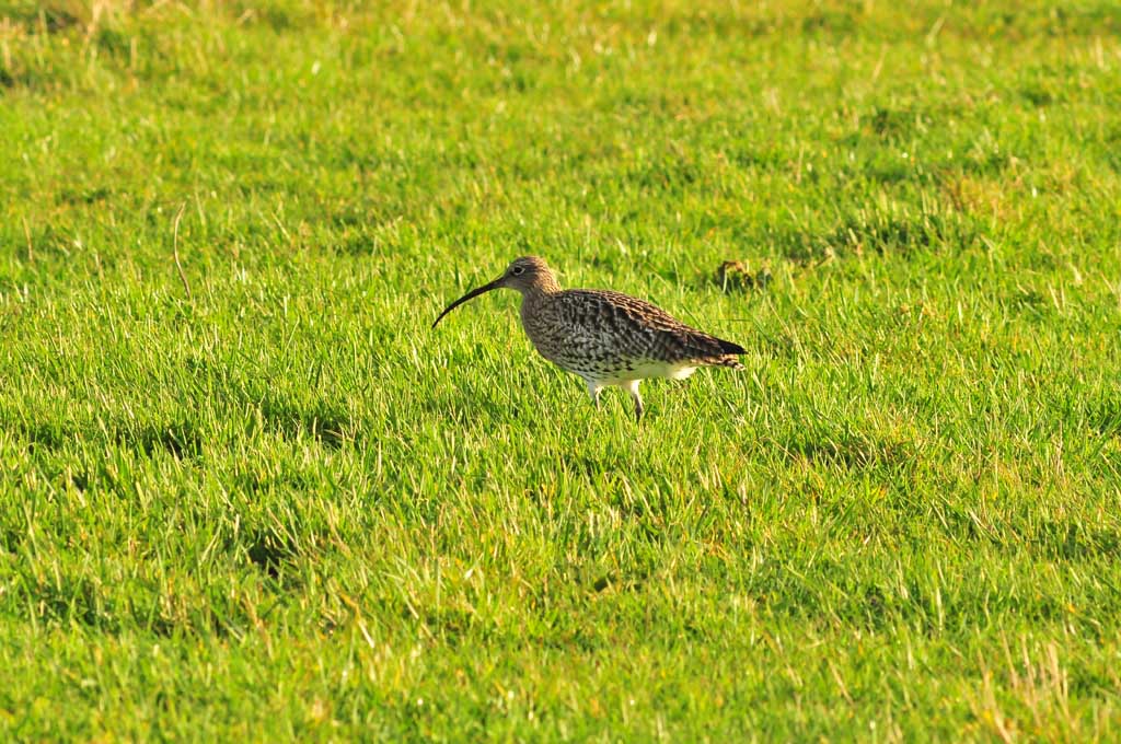 Großer Brachvogel auf Borkumer Binnenwiese - ohne Tarnzelt - mit AF 300/F4 + Kenko 1.4x 300 DG (MHX 6826x)
