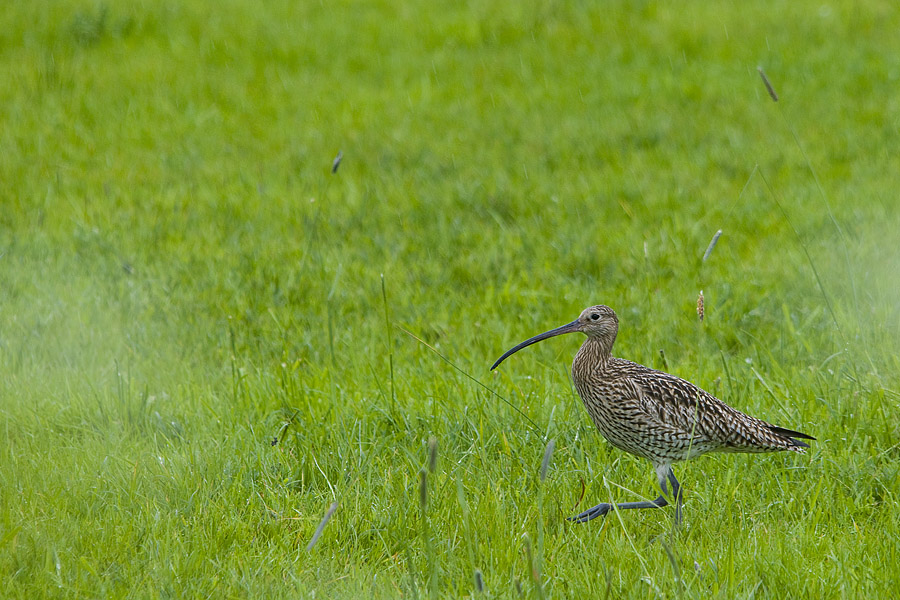 Großer Brachvogel